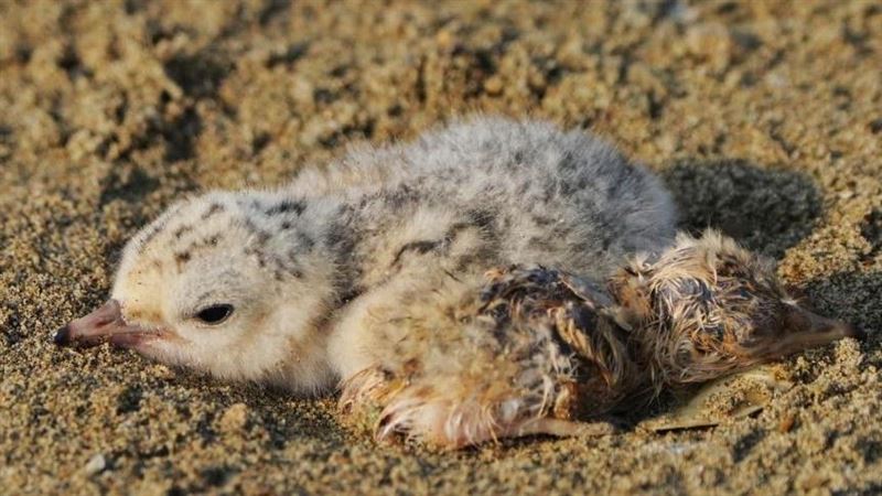 11車遮牌闖燕鷗繁殖區野炊　慘痛下場曝光