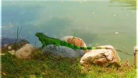 外來種，綠鬣蜥，入侵中興大學，中興湖（圖／翻攝自臉書）