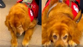 導盲犬。（圖／翻攝自羊又走丢了微博）