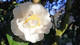 專業醫師推薦！日本山茶花籽　專減體脂不復胖！（業配勿用）