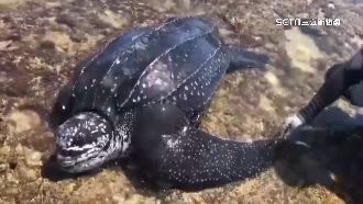 罕見革龜擱淺潮間帶　身上有血、右前肢斷