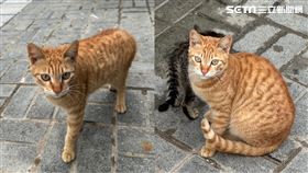 貓咪。（圖／記者陳慈鈴攝影）