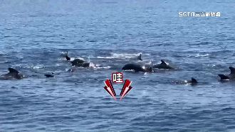 直擊抹香鯨大戰鯊魚　短肢領航鯨群罕現身