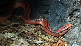 紅竹蛇，最美的蛇，溫馴無毒(圖／翻攝自維基百科)