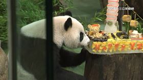 圓仔「失手」推倒蛋糕！貓熊迷全程搶拍