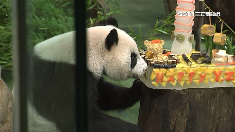 圓仔「失手」推倒生日蛋糕！粉絲全程搶拍