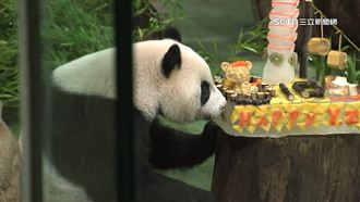 圓仔「失手」推倒生日蛋糕！粉絲全程搶拍