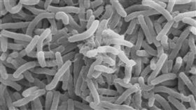 霍亂(翻攝自維基百科)