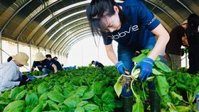 艾伯維員工下田體驗「開心農場」採收獻愛弱勢。（圖／台灣艾伯維提供）