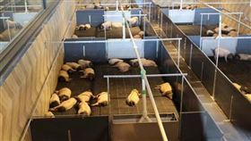  豬景房（圖／翻攝自龍華網）