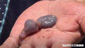 吸蟲(記者王浩原攝影)