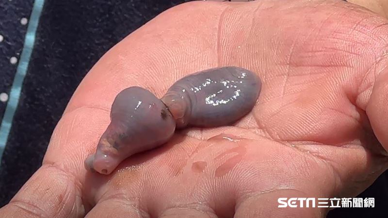漁民剖開魚肚驚見外星生物　真實身分確認