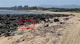 三芝,浮屍,新北,礁岩,下身,