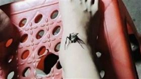 福建,泉州,蛇,咬傷,蜘蛛,以毒攻毒,