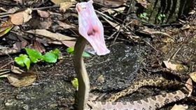  龜殼花（圖／翻攝自黃小四臉書）