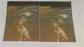 飼主,中國,鄭州,鄭州流浪動物領養中心,懸賞,噱頭,尋狗啟事（圖／翻翻自微博）