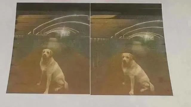 懸賞4300萬尋回退役犬…得知一事全網崩潰