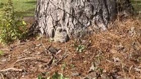 寶寶,大角鴞,絨毛,小貓頭鷹,Leslie Greene,格林（圖／翻攝自抖音）