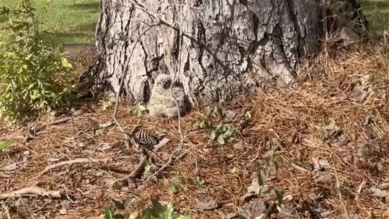 樹底長不明毛球急通報！專家：救了2條命