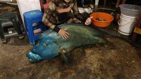 全台剩不到20尾！龍王鯛、曲紋唇魚、蘇眉魚
圖／翻攝畫面