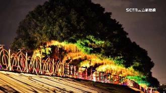 獨／龍井整排榕樹90度鞠躬　歪腰樹變景點