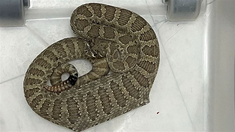 響尾蛇身體凸1塊長方形　獸醫檢查嚇傻