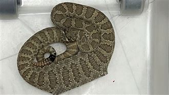 響尾蛇身體凸1塊長方形　獸醫檢查嚇傻