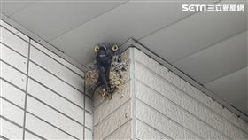 廖大乙,燕子,轉運,犯太歲,下半年