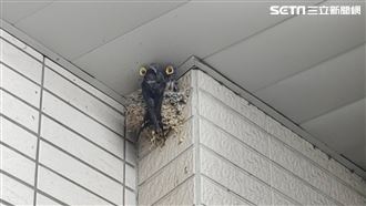 燕子來築巢　專家：4個生肖要發達了