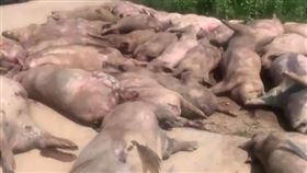 中國一處養豬場因停電導致400多隻豬死亡。（圖／翻攝自《大象新聞》）