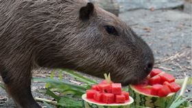 頑皮世界,2023涼夏動物潑水趴,動物園,涼夏,消暑