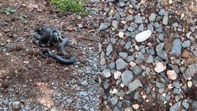 蛇蛋,鵝卵石,王蛇,豹斑蛇,打架,蛇蛋,爺爺（圖／翻攝自「joewolfe675」Tiktok）