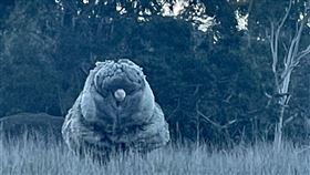 羊毛,怪石,綿羊,澳洲,Edgar's Mission,救援,剃毛（圖／翻攝自「Edgar's Mission」臉書）