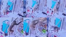 大陸某超市4小時內連續被猴子行竊3次。（圖／翻攝自微博／湖北經視、西部決策、澎湃新聞）