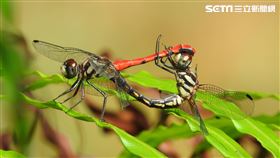 纖紅蜻蜓為台灣特有種昆蟲，只分布在南投境內。（圖／南投林管處提供）
