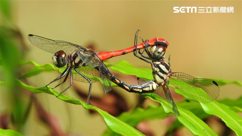 台灣特有!罕見纖紅蜻蜓空拋卵交配畫面曝