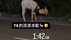 台中街頭有草泥馬在吃草。（圖／翻攝畫面）