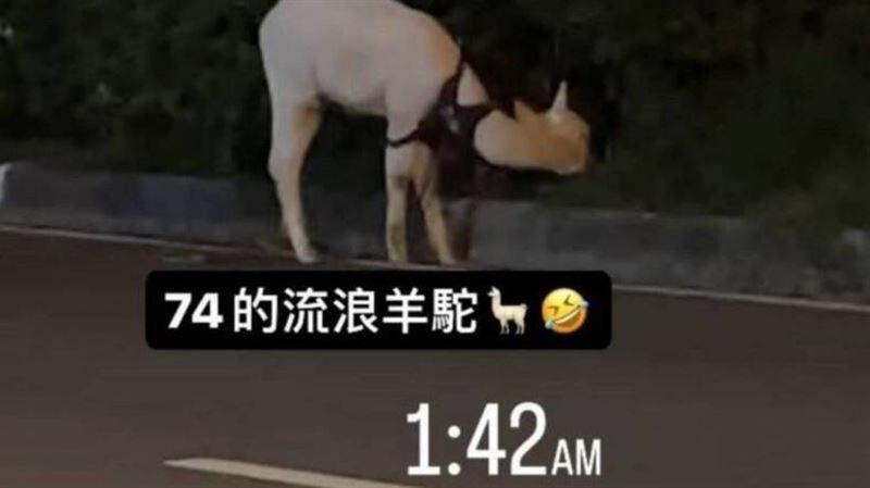 台中街頭驚見「草泥馬」！飼主沒牽好慘了