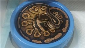 常見飼養寵物蛇球蟒新北市動保處表示，常見飼養寵物蛇類包含球蟒等，球蟒體型適中、性格溫和，在蟒蛇類中最常被拿來當作寵物。（新北市動保處提供）中央社記者王鴻國傳真  112年7月16日