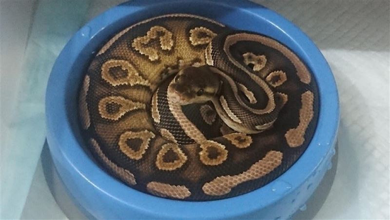 寵物蛇逃逸案變多　新北動保處籲一件事