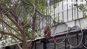 台南,學甲,頑皮世界,豬尾猴,入厝