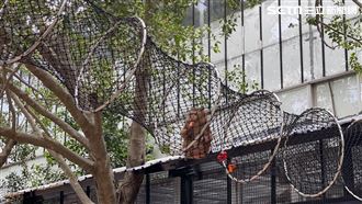 頑皮世界豬尾猴好幸福！入厝森林豪宅嗨翻