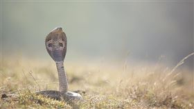 眼鏡蛇（示意圖／pixabay）