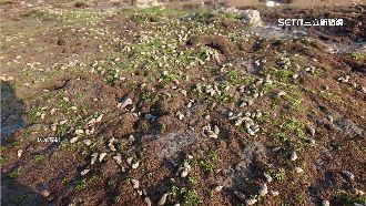 藻類大量生長　北海岸「在地」燒酒螺爆發