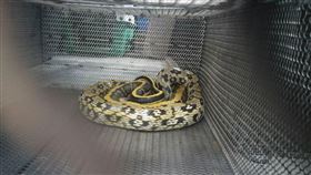 黑眉錦蛇（新北市府提供）