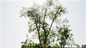 熱,好熱,熱死人,有夠熱,陽光,太陽,高溫,老蕭,,（示意圖／記者蕭宥宸攝影）