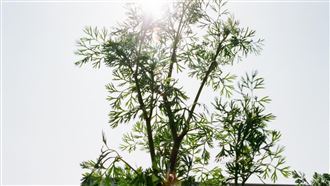 又有颱風要生成？北市這天起重返37度高溫