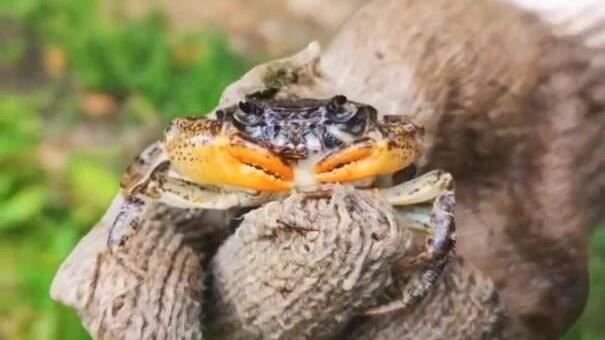 17歲少年抓螃蟹…是「新物種」登國際期刊