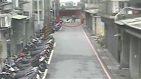 新北,獒犬,狐狸犬,寵物,動保處,開罰,