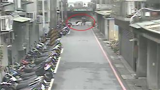 獒犬抓狂撕咬狐狸犬　驚悚畫面曝光她慘了